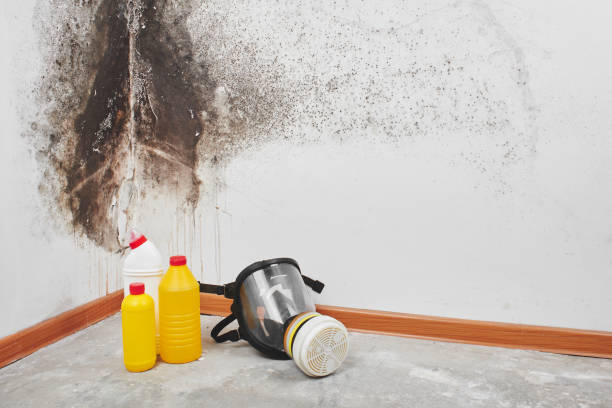 Professional Mold Removal in Sturgis, SD