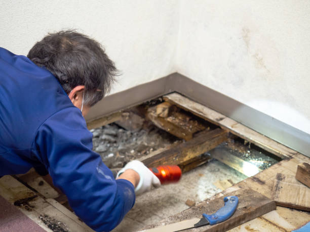 Best Residential Mold Removal  in Sturgis, SD