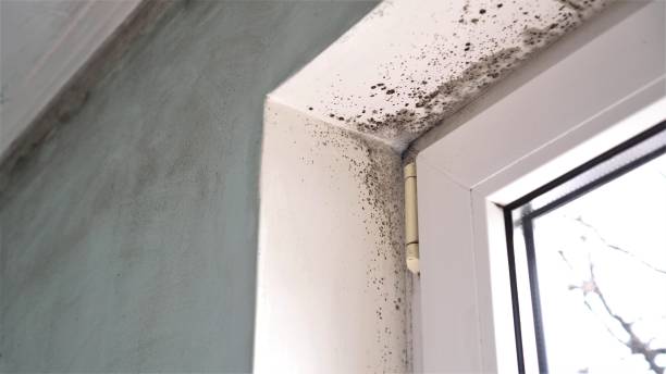 Certified Mold Removal in Sturgis, SD