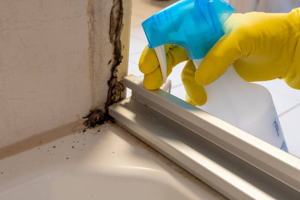 Best Black Mold Removal  in Sturgis, SD