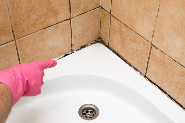 Best Toxic Mold Removal  in Sturgis, SD
